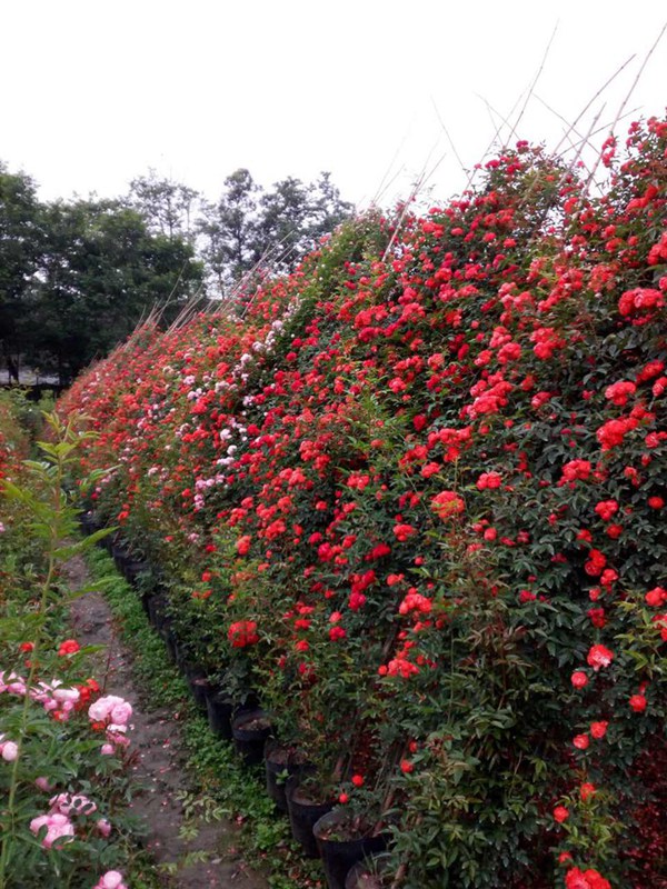 紅色龍沙寶石（紅龍）Red Eden Rose