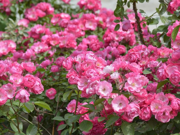 安吉拉花期，一年開幾季花？