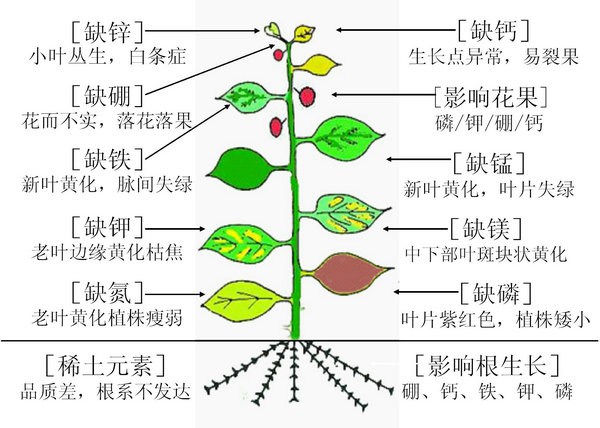 各種微量元素缺少后的表現(xiàn)。