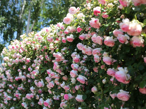 藤本月季的開(kāi)花特點(diǎn)！