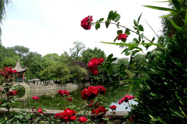 夏天開(kāi)花多的藤本月季?