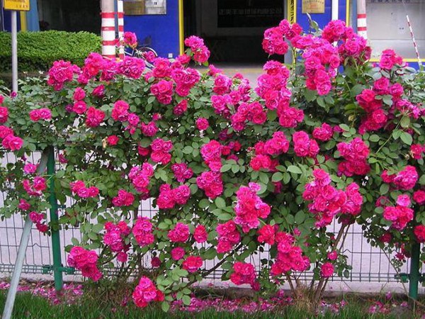 藤本月季為什么在南方不愛(ài)開(kāi)花？