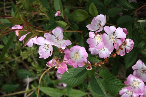 粉團(tuán)薔薇(cathayensis)