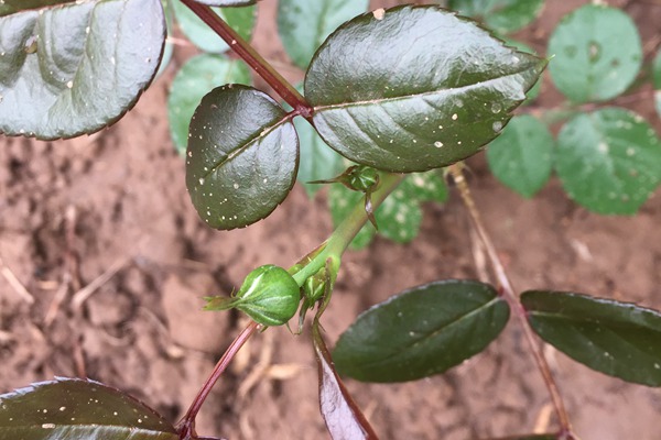 月季小苗上的花苞要不要摘？