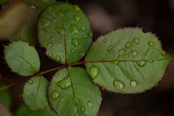 月季長(zhǎng)著長(zhǎng)著變薔薇6.jpg