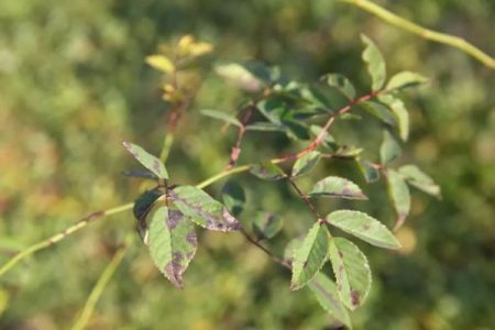 夏季月季黑斑病高發(fā)期，花友要注意防治！