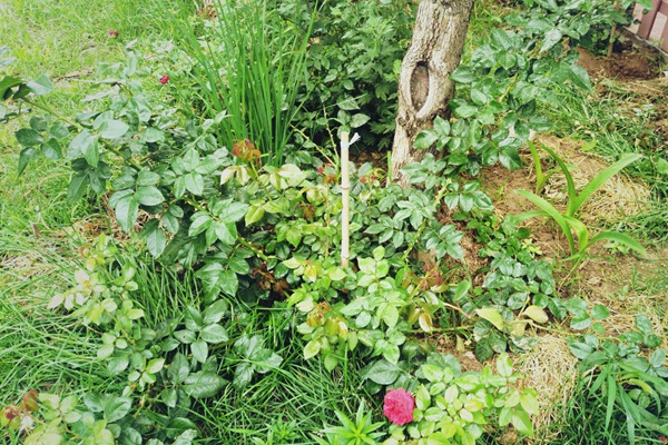 月季邊上可以種些花花草草嗎？