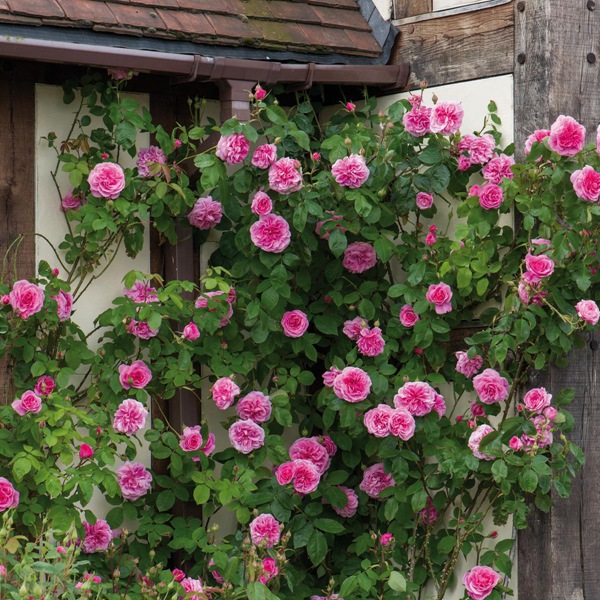 格特魯?shù)隆そ芑鶢?GertrudeJekyll)