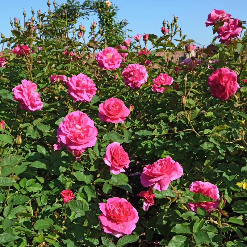 英格蘭玫瑰(England's Rose)