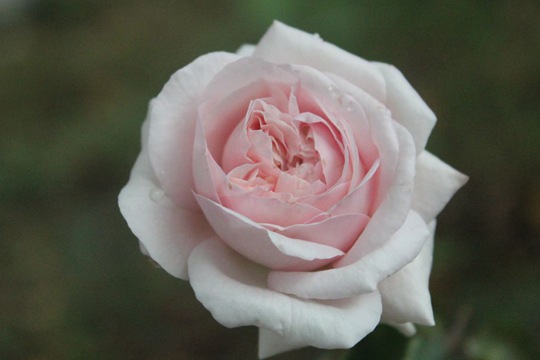 伊芙芳香噴泉Fontaine