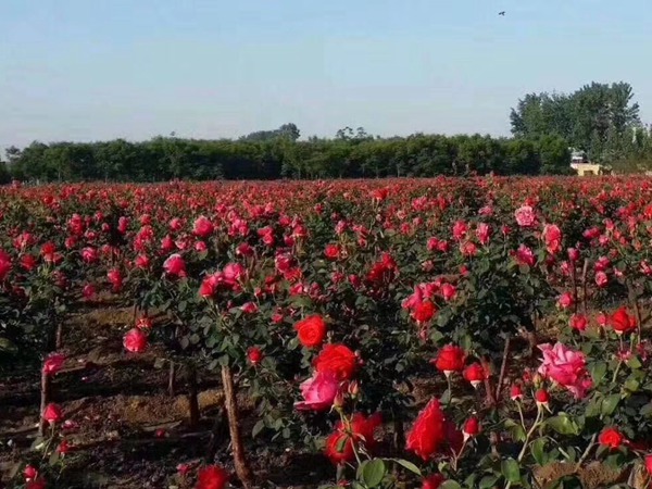 月季花小苗哪里有批發(fā)