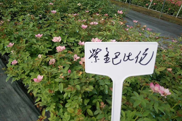 江蘇沭陽月季花苗批發(fā)零售價格