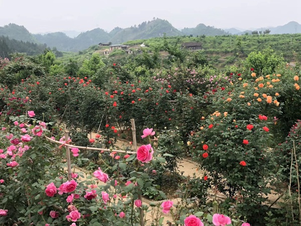 這樣的一個月季花園就問你想不想要?