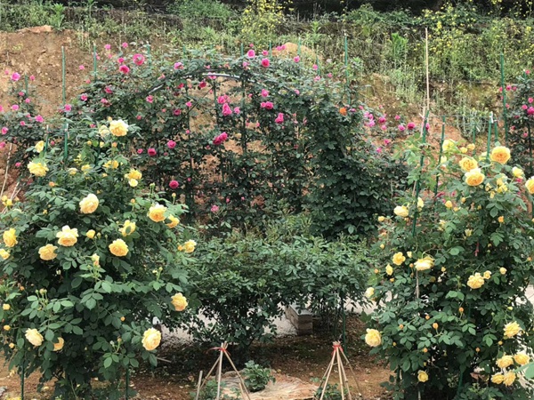 這樣的一個月季花園就問你想不想要?