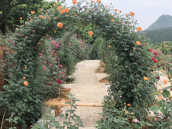 這樣的一個月季花園就問你想不想要?