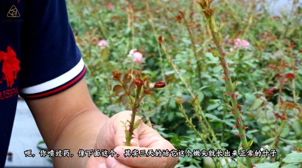 初夏吸花要當心，你聞到的可能不是花香，而是薊馬