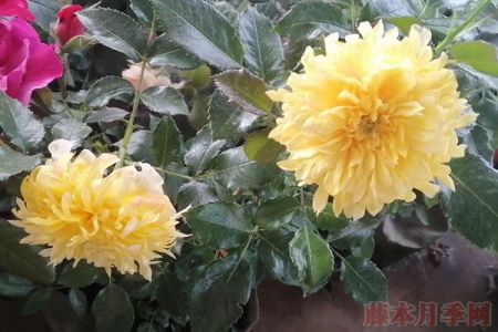 煙花波浪月季的優(yōu)缺點(diǎn)