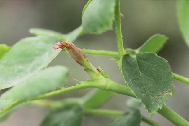 樹狀月季春季花后修剪方法