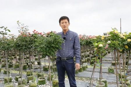 復花全靠剪，樹狀月季春季花后修剪攻略