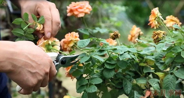 種月季要學會用修剪來控制開花時間