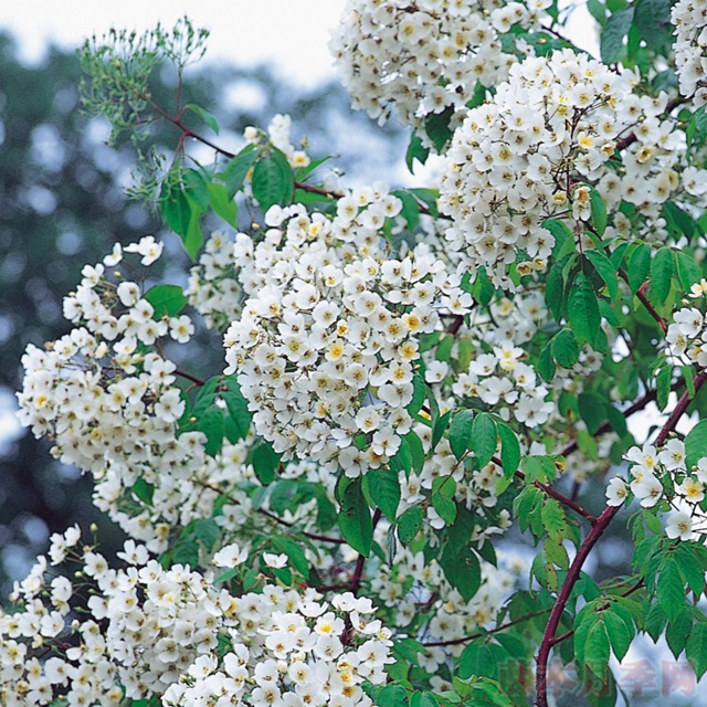 菲利普斯