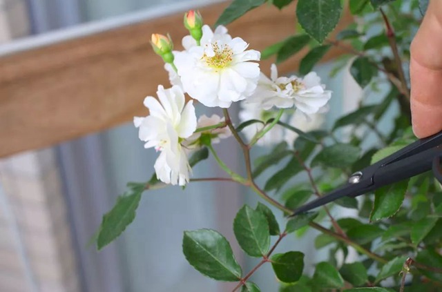 陽臺種植藤本月季花柱，從零開始打造實錄