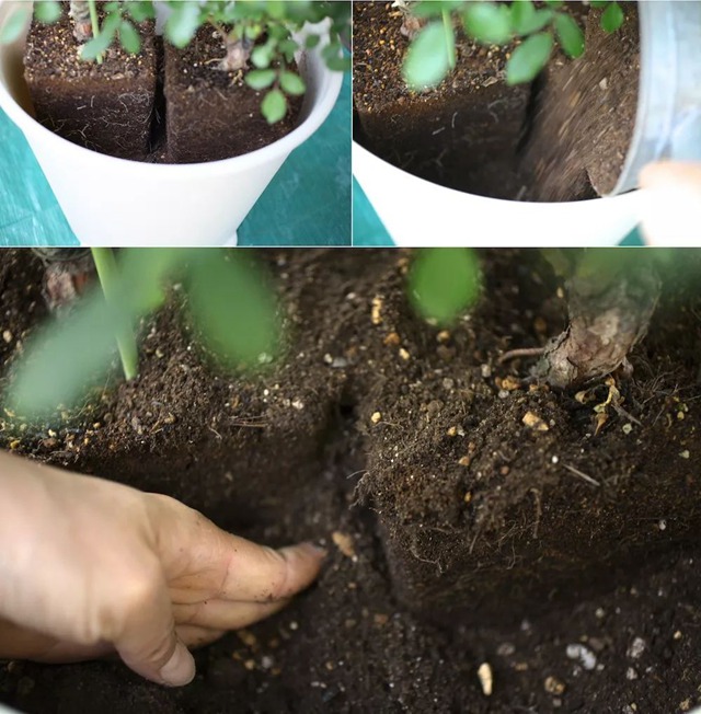 陽臺種植藤本月季花柱，從零開始打造實錄