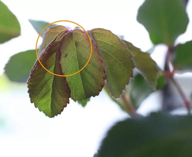 陽臺種植藤本月季花柱，從零開始打造實錄