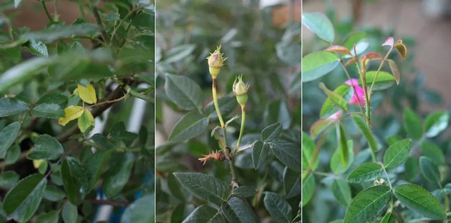 陽臺種植藤本月季花柱，從零開始打造實錄