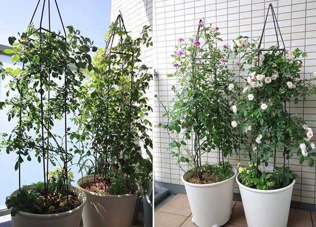 陽臺種植藤本月季花柱，從零開始打造實錄