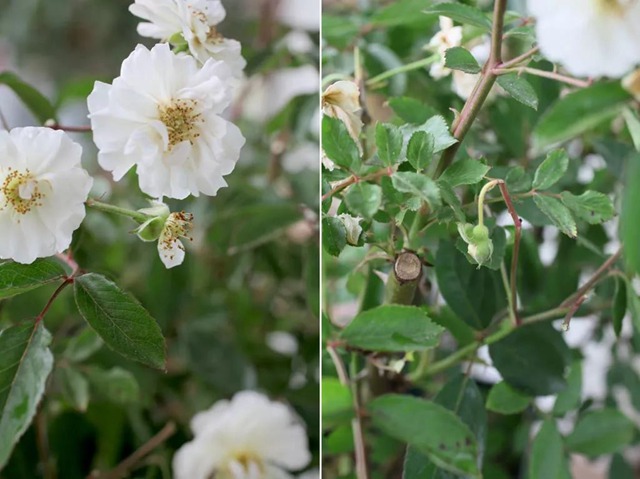 陽臺種植藤本月季花柱，從零開始打造實錄