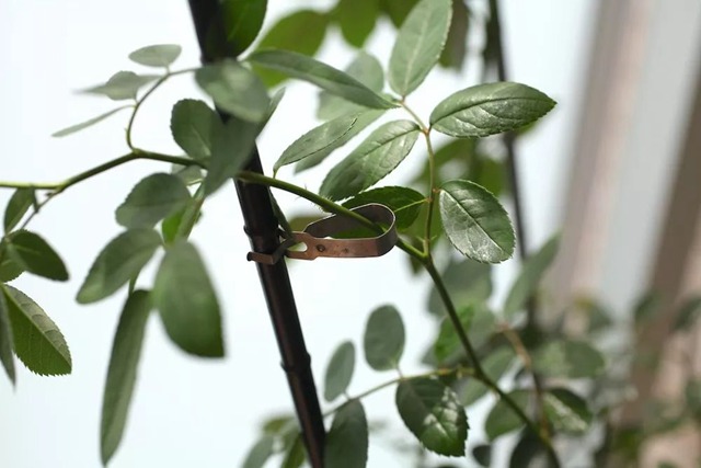 陽臺種植藤本月季花柱，從零開始打造實錄