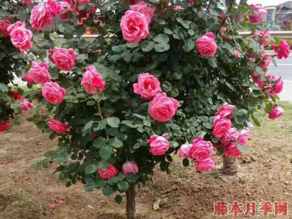 盆栽月季花的養(yǎng)殖方法,需注意四大原則