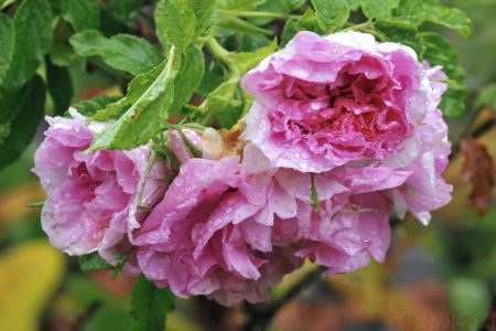 圖解！玫瑰Rosa Rugosa及雜交玫瑰系列Hybrid Rugosa介紹