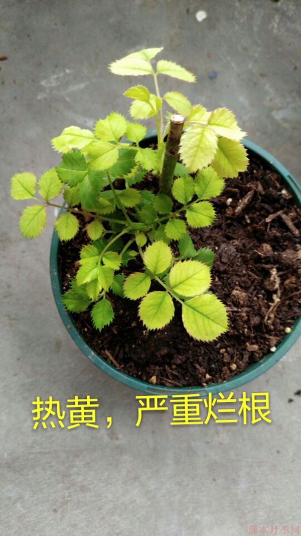 月季夏季黃葉有哪些原因？對(duì)應(yīng)處理方法