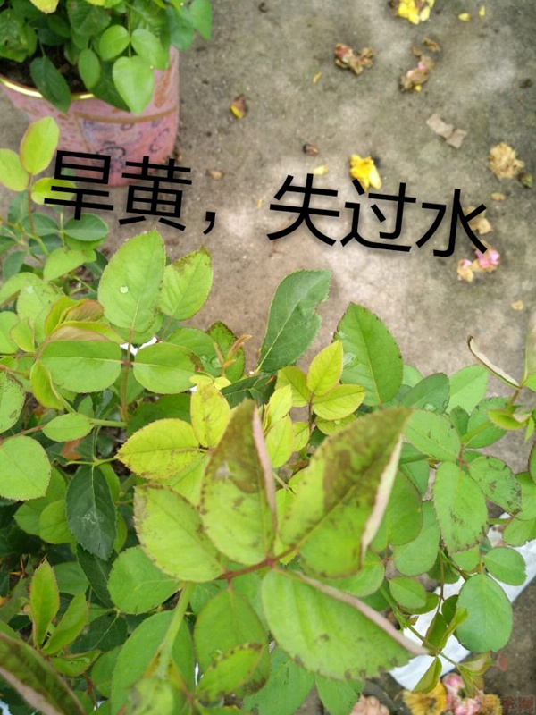 月季夏季黃葉有哪些原因？對(duì)應(yīng)處理方法