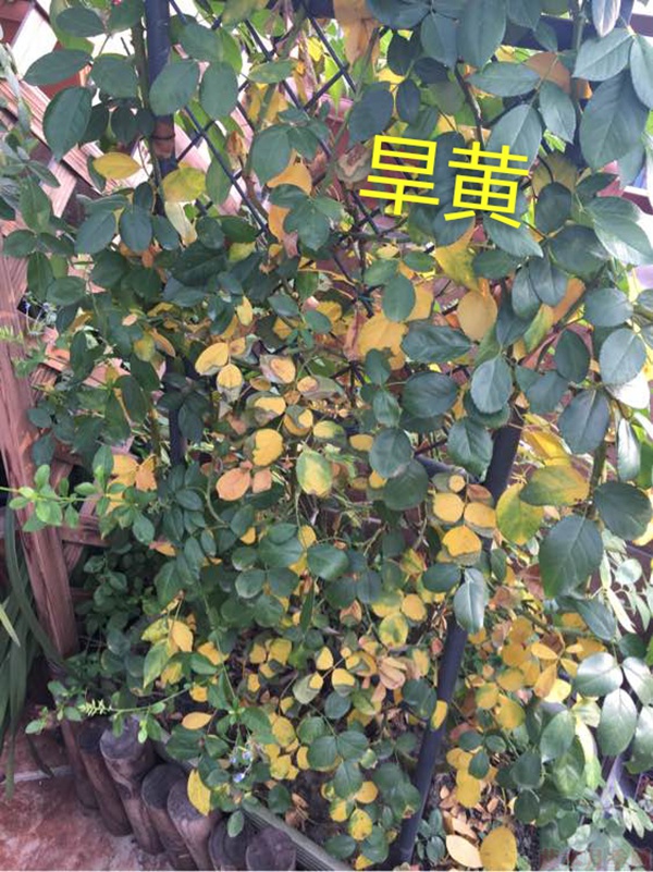 月季夏季黃葉有哪些原因？對(duì)應(yīng)處理方法