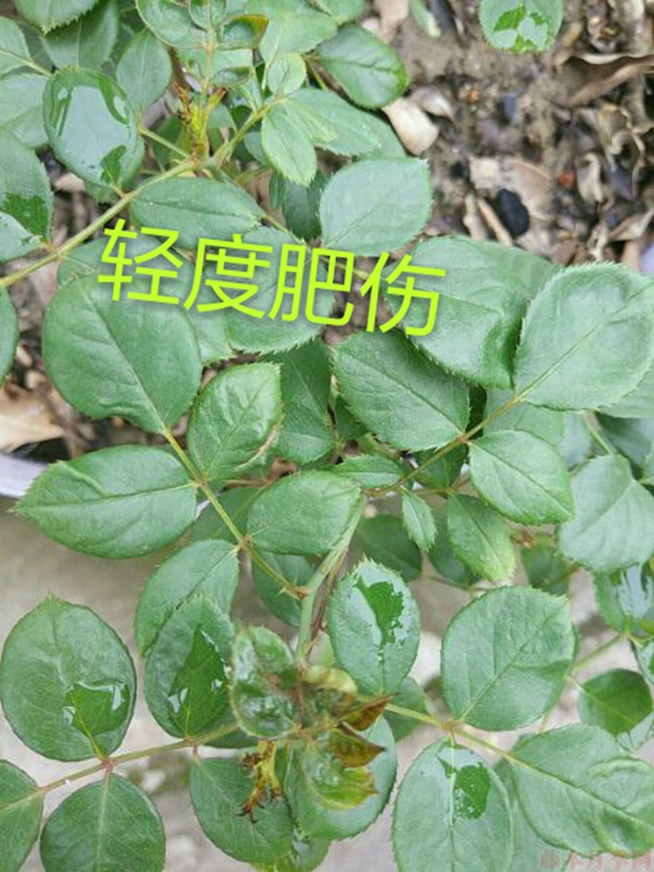 月季夏季黃葉有哪些原因？對(duì)應(yīng)處理方法