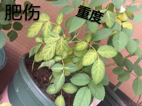 月季夏季黃葉有哪些原因？對(duì)應(yīng)處理方法