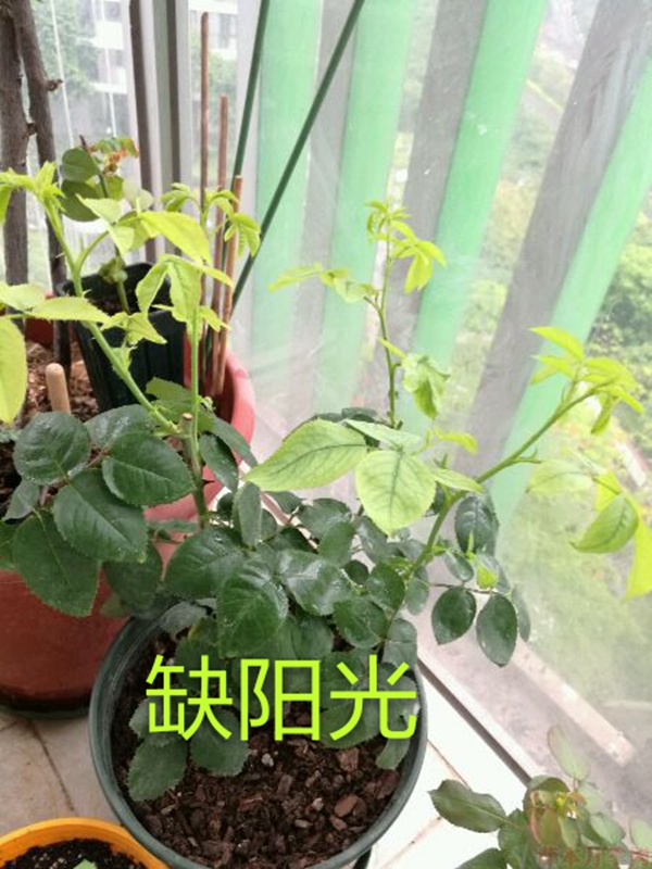 月季夏季黃葉有哪些原因？對(duì)應(yīng)處理方法