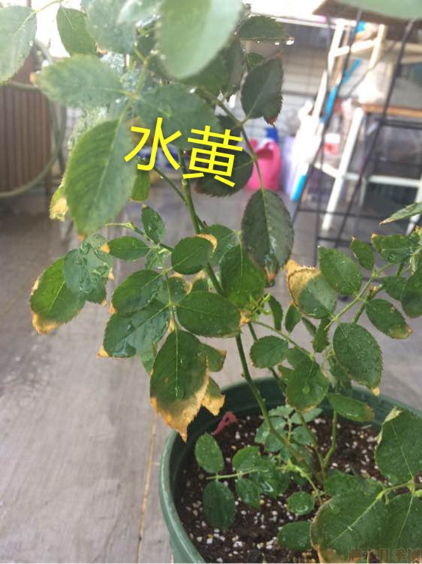 月季夏季黃葉有哪些原因？對(duì)應(yīng)處理方法