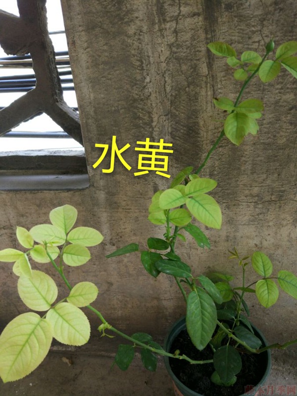 月季夏季黃葉有哪些原因？對(duì)應(yīng)處理方法