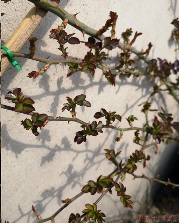 月季怎樣抹芽？這幾類(lèi)芽一定要抹掉！