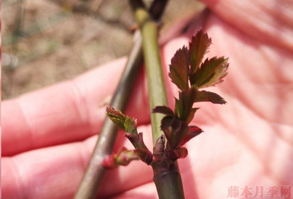 月季怎樣抹芽？這幾類(lèi)芽一定要抹掉！