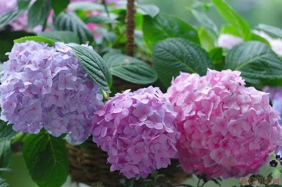 普通繡球和無盡夏怎么區(qū)別