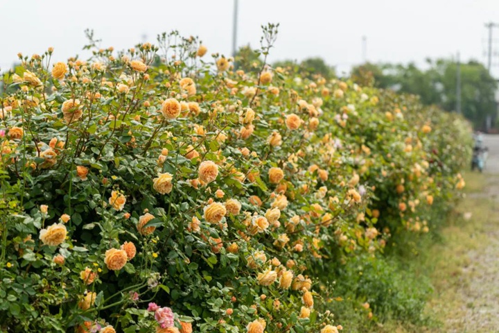 月季開(kāi)花老垂頭怎么辦,是什么原因