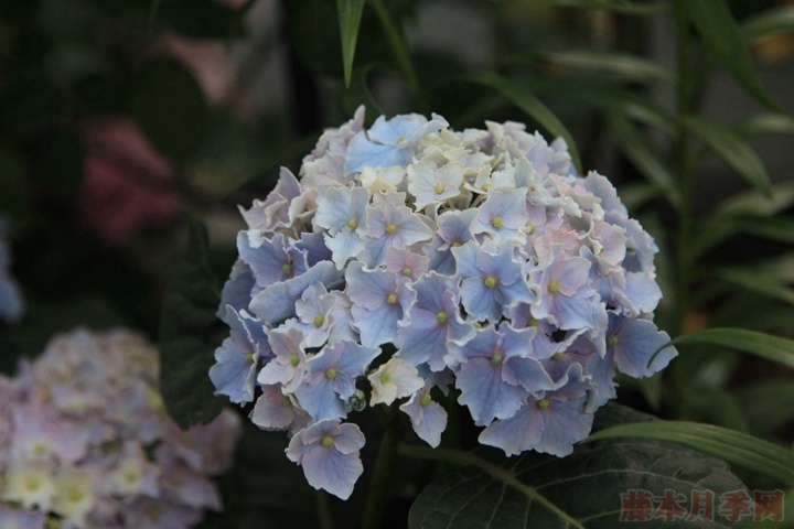 繡球花栽培技術(shù)要點(diǎn)