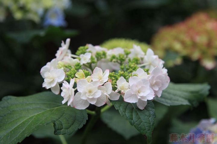 繡球花如何測(cè)土配方施肥?