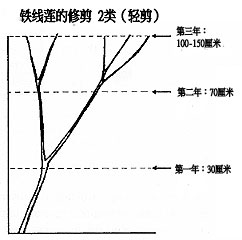 2類（輕剪）和3類（強剪）