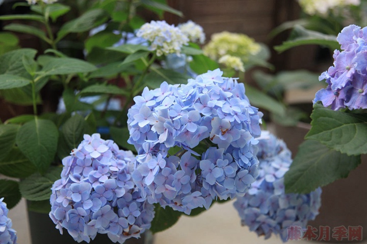 盆栽繡球花為什么不開花